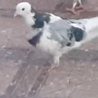 کبوتر گمشده