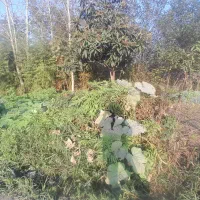 زمین شخصی واقع در شفت|فروش زمین و ملک کلنگی|رشت, بازار|دیوار