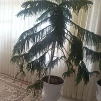 گل طبیعی