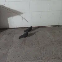 کبوتر|پرنده|امیدیه, |دیوار