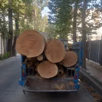 خرید چوب برش درختان خشک چنار گردو
