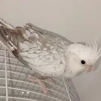 سه عدد عروس هلندی بالغ|پرنده|اهواز, پردیس|دیوار