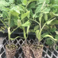 تولید نشا گوجه فرنگی|عمده‌فروشی|آبگرم, |دیوار