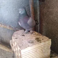 کوهی ماده|پرنده|فارسان, |دیوار