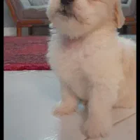 واگذاری سگ|سگ|سمنان, |دیوار