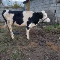 گاو لیشه ورزاکوله