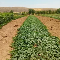 خیار‌رویال‌‌خیارشوری‌‌بهترین‌نوع‌خیار‌برای‌شور