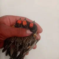 گلبسر قناری پرنده خوب|پرنده|شیراز, شهدای شهرک سعدی|دیوار