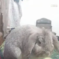 واگذاری خرگوش نر