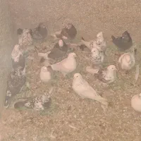 کبوتر شهرستانی|پرنده|قم, انصار‌الحسین|دیوار