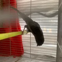 قناری سوپر کشیده بلند موشی