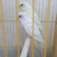 مرغ عشق|پرنده|آبادان, |دیوار