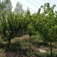 باغ-مشجر-دور-دیوار-با-مجوز-توس97