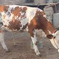 گاو|حیوانات مزرعه|کرخه, |دیوار