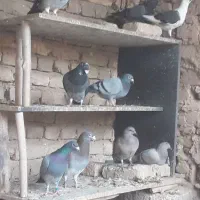 کبوتر