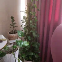 درختچه گل پتوس