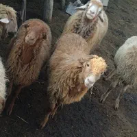 بره نر|حیوانات مزرعه|دره رود, |دیوار