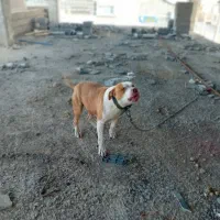 سگ پیت بول|سگ|برخوار, |دیوار