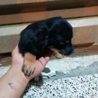 سگ گلدن اشپیتز|سگ|بهبهان, |دیوار