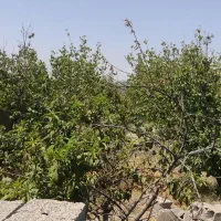 360متر-باغ-4-دیواری-بر-آسفالت-ملارد-اسفنداباد