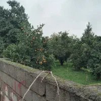 فروش ۶هکتارباغ مرکبات،دو  هکتاربافت،آب برق گاز|فروش زمین و ملک کلنگی|امامزاده عبدالله, |دیوار