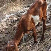 کهره نر چاق|حیوانات مزرعه|جیرفت, |دیوار