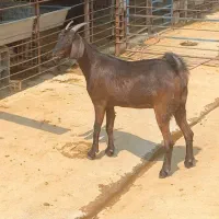 بز پاکستانی