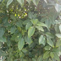 سیمکارت دائمی همراه اول ۰۹۱۶۰۰۳۳۵۶۳