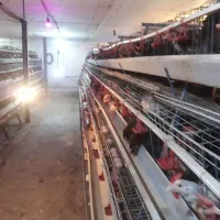 قفس مرغ منبری سه طبقه