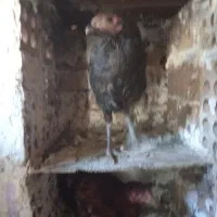 مرغ لاری و دورگ|حیوانات مزرعه|رامیان, |دیوار