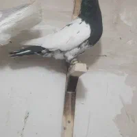 کفتر رنگه بووم|پرنده|مشهد, کوشش|دیوار