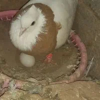 ماده طوقی زرد