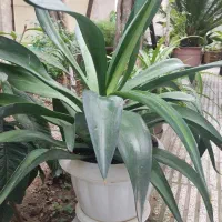 آکا لاله ای