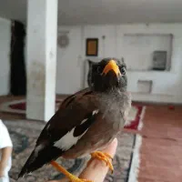جوجه مینا نر