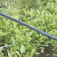 نشا یا نهال درجه یک