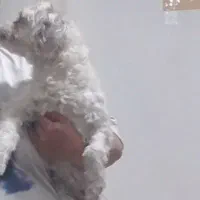 تدی|حیوانات|ایلام, |دیوار