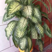 فروش گل دیفن باخیا