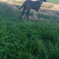 توله سگ افغان