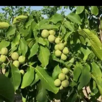 گردو پیوندی پایه ژنوتیپ پیوند چندلر.وفرنور|خدمات باغبانی و درختکاری|کرمان, |دیوار