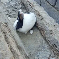 خرگوش(رودان)