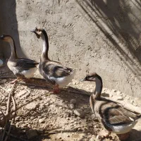 قوغاز|حیوانات مزرعه|بردخون, |دیوار