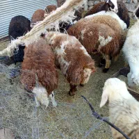 بره نر کشتاری افشار