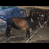 گاو|حیوانات مزرعه|تخت, |دیوار