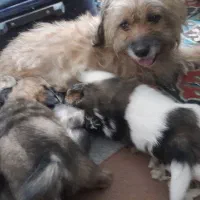 واگذاری تعدادی فرشته ی زمینی