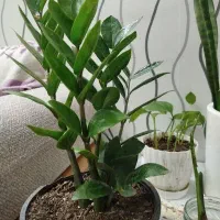 زاموفیلیا ۴ غلاف