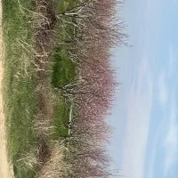 تنکمان-یک-قطعه-باغ-2-هکتار-با-سند-تک-برگ