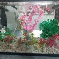 آکواریم  با ماهی گوپی