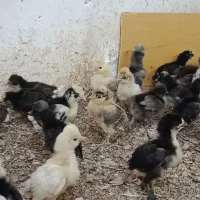 جوجه محلی سلطان و لهستانی گلپایگان