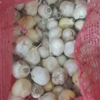 فروش موسیر بذری