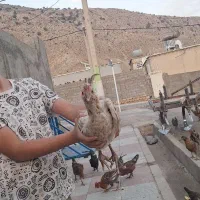 مرغ وخروس کردی|حیوانات مزرعه|کارزان, |دیوار